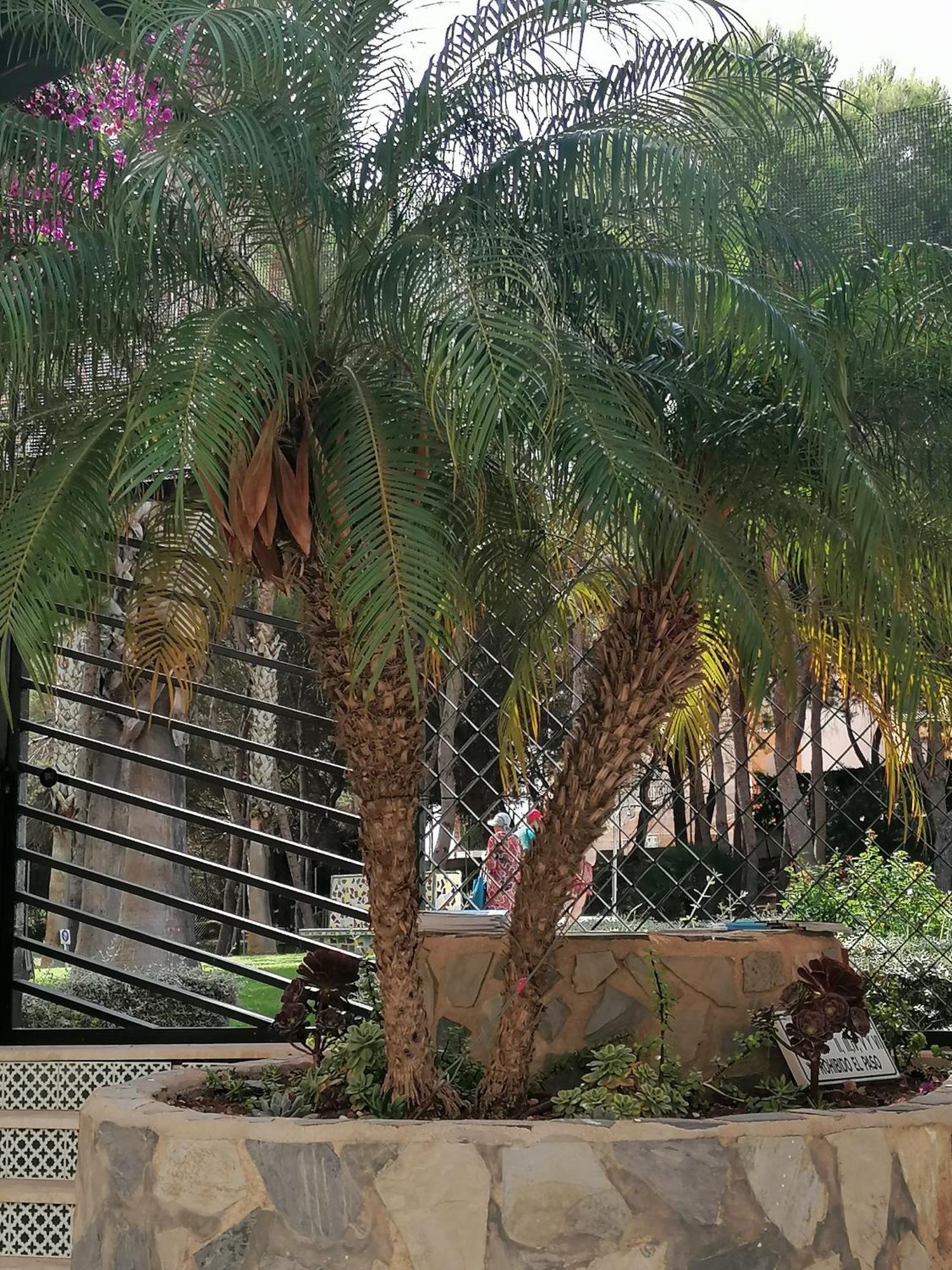 Campoamor Seaview מראה חיצוני תמונה